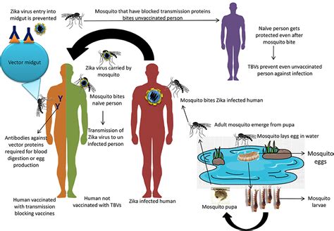 Frontiers Prevention And Control Strategies To Counter Zika Virus A