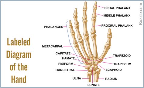 A List Of Bones In The Human Body With Labeled Diagrams