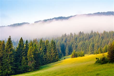 Morning Mist Over The Forest On Hillside Free Photo Download Freeimages