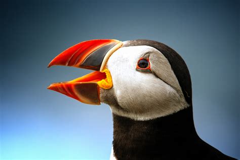 Free Images Bird Vertebrate Beak Atlantic Puffin Seabird Close