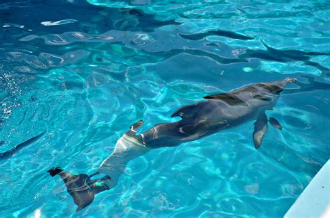 Clearwater Marine Aquarium Winter The Dolphin Flickr Photo Sharing