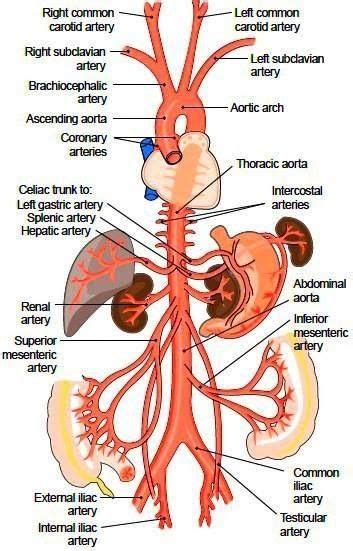 Anatomy Physiology Chart Aorta And Aortic Branches Liver Kidneys