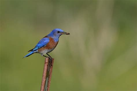 Western Bluebird — Santa Clara Valley Audubon Society