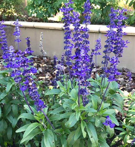 Blue Mealycup Sage Salvia Farinacea Mealy Sage 30 Seeds Etsy