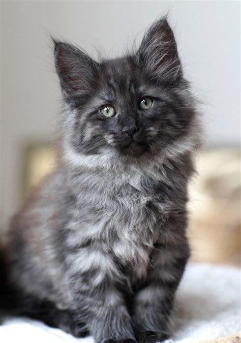 See more of maine coon cat lovers on facebook. This looks exactly like the Black Smoke Maine Coon we had ...