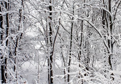 Snowy Woods Photograph By Laurel Gillespie Fine Art America