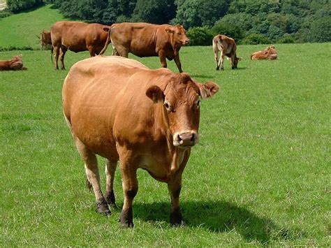 Guernsey Cow Guernsey Cow Cow Guernsey