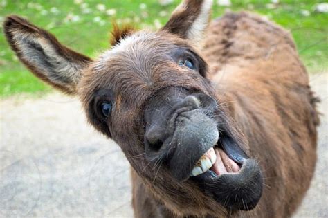 20 Adorable Donkeys That Will Make You Smile Bouncy Mustard