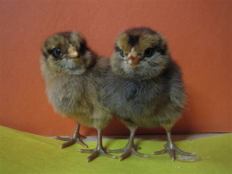 Ameraucana Chicks BackYard Chickens Learn How To Raise Chickens