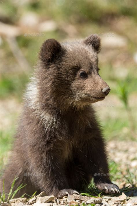 Wild Brown Bear Cub Closeup Stock Photo By Byrdyak Photodune