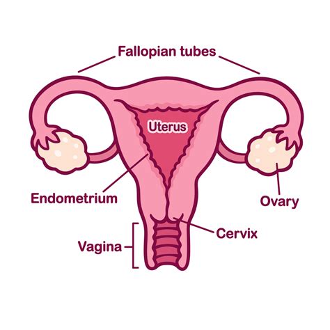 Female.of the male and female reproductive systems. When Does Conception Occur - What You Need to Know ...