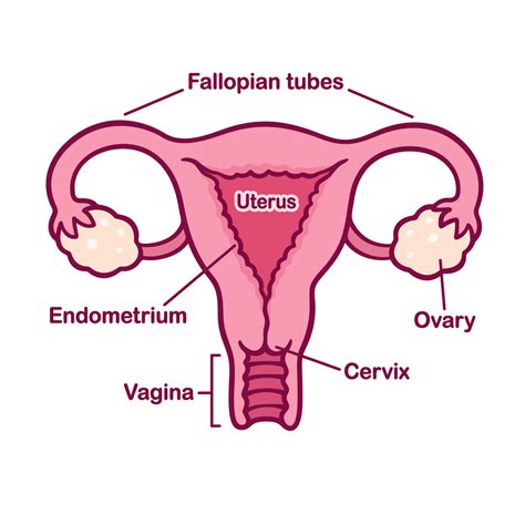 Female body internal organs chart with labels on white background. When Does Conception Occur - What You Need to Know ...