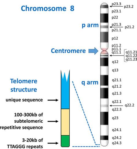 Chromosome Structure And Band Nomenclature This Ideogram Of The