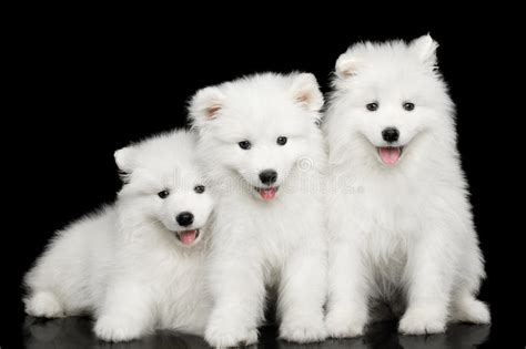 Three Samoyed Puppies Isolated On Black Background Stock Photo Image