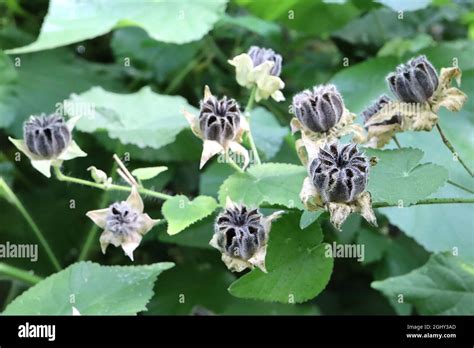 Abutilon Grandiflorum Hairy Indian Mallow Hairy Black Seed Pods And