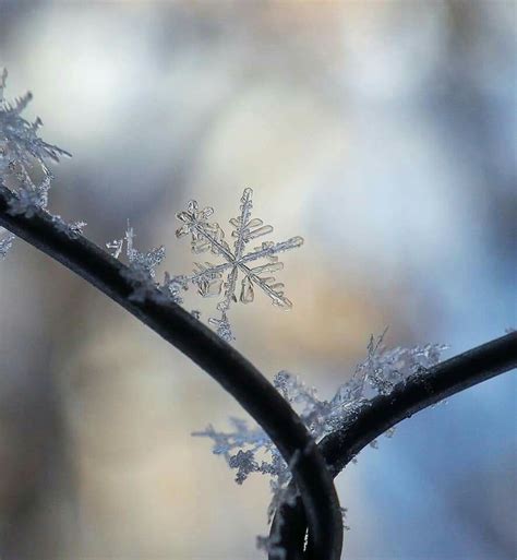 Flowering | peterborough hydroponic centre. Pin by Kay Valdez Noble on Winter Wonderland in 2020 ...