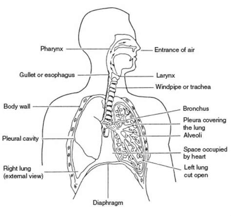 All Parts Of The Respiratory System And Their Functions