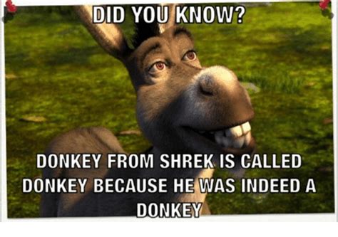 Donkey From Shrek Funny Pics Mavieetlereve