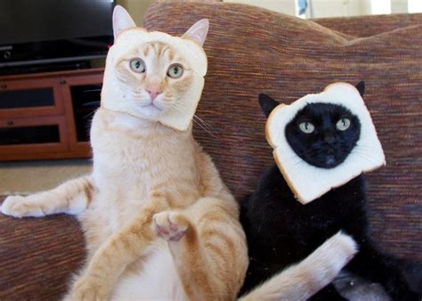 Cats With Bread On Their Face Cats With Things On Their Faces Pin