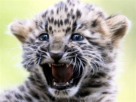 Amur Leopard Cub Cute Free Download Picture Id 1127 7hdwallpapers