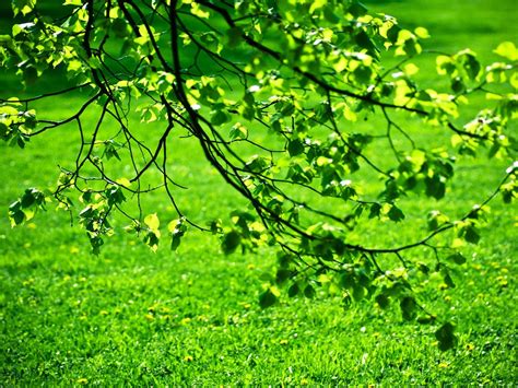 Free Download Desktop Nature Wallpaper Green Nature Wallpapers