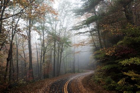 Free Images Tree Nature Forest Fog Road Mist Sunlight Morning