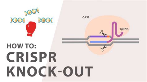 How To Perform A Crispr Knockout Experiment Youtube