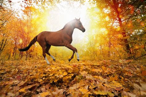 Nature Horse Wallpapers Hd Desktop And Mobile Backgrounds