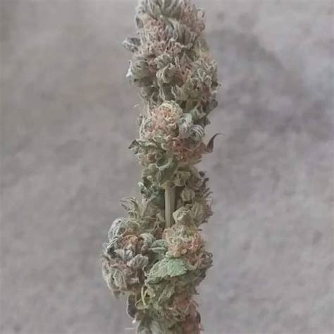 Seedsman Jack Herer Fast Grow Journal By Woodhercules Growdiaries