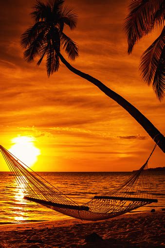 Hammock On A Palm Tree During Beautiful Sunset On Tropical