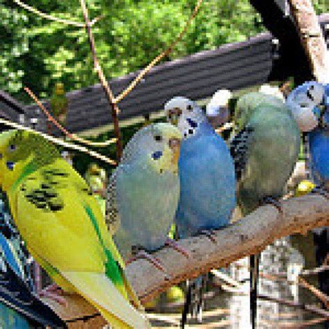 How To Care For Your Pet Budgie Budgie Parakeet Pets Budgies