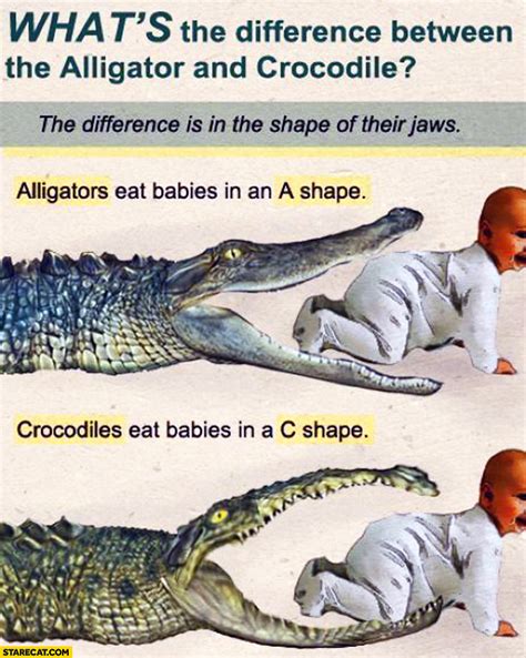 Difference Alligators Eat Babies In An A Shape Crocodiles Eat Babies