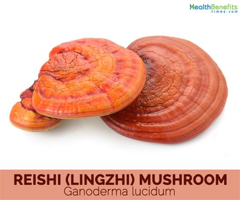 Top Health Benefits Of Reishi Mushroom Hb Times