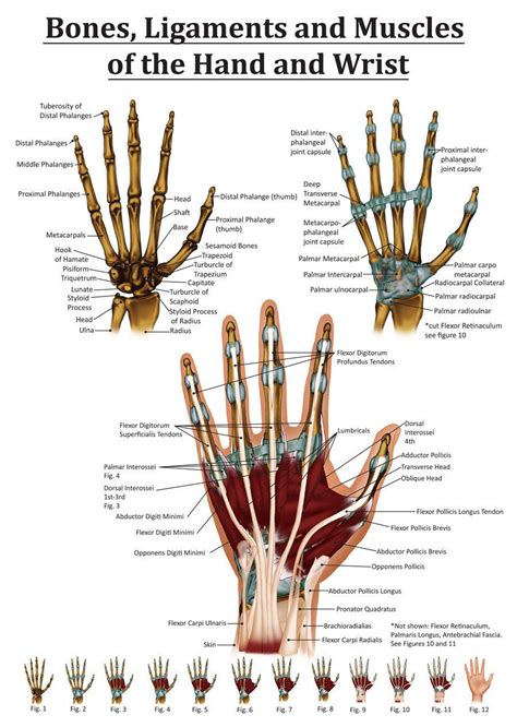Science Visualized — Anatomy Of The Hand And Wrist By Black Rose227