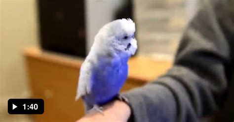 R2d2 Bird Version 9gag