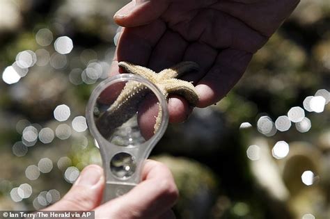 Tiny Sea Stars Return To California In Their Droves Daily Mail Online