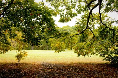 Trees Green Nature Sunlight Fall Landscape Leaves Branch Wallpaper