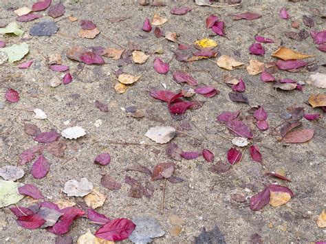 Dead Leaves On The Forest Floor In Autumn Stock Image Image Of