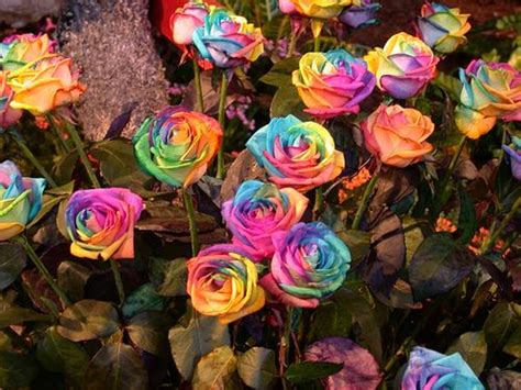 Tie Dye Roses Achieved By Injecting Color Dye Into The Stems During