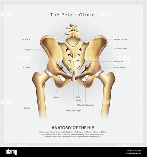 The Pelvic Girdle Of Human Hip Bone Anatomy Vector Illustration Stock