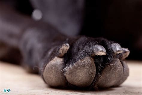 How Long Does It Take For A Dogs Torn Paw Pad To Heal And What Can We