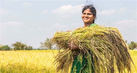 Farmers Across India Revive Folk Rice Varieties