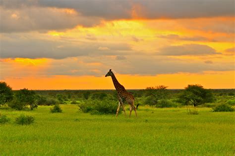 Kruger National Park South Africa Traveldesigns By Campbell Travel