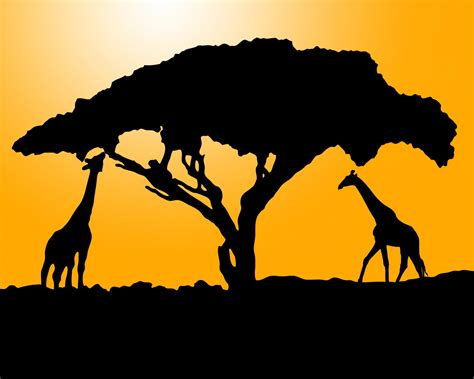 Giraffe Silhouette At Sunset Free Stock Photo Public Domain Pictures