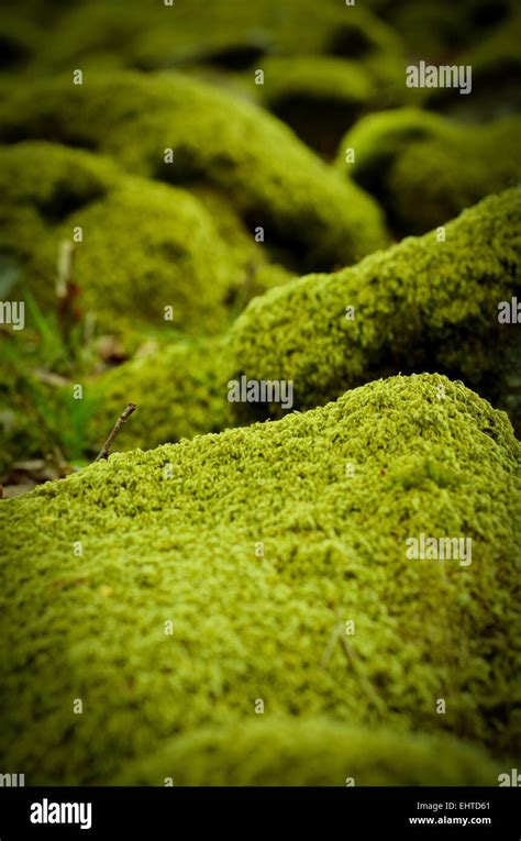 Background Of Moss Covered Stones In A Forest Stock Photo Alamy