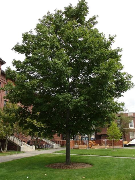 Silver Maple Acer Saccharinum Zone 3 Medium Street Tree Shade