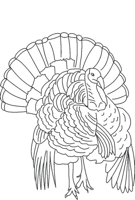 Turkey Outline Drawing at PaintingValley.com | Explore collection of