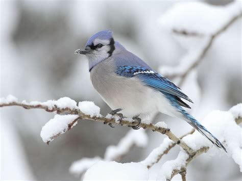 38 Winter Birds Wallpaper