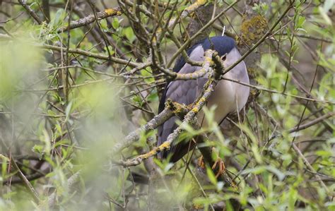 Black Crowned Night Heron At Thorndon Cp Essex 26th April 2023