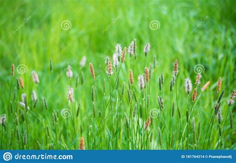Afternoon Wild High Grass In Summer Stock Photo Image Of Blur Cereal